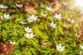 Glade of spring white flowers in the forest, forest windmill Royalty Free Stock Photo