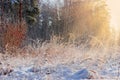Glade with tall withered grass in winter sunny day backlit Royalty Free Stock Photo