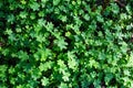 Glade three leaf clover, background. Nature. Royalty Free Stock Photo