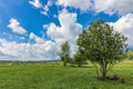 Glade with trees against the blue sky with white clouds Royalty Free Stock Photo