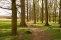 A Glade of trees in the English Rural Landscape