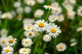 Glade of white chamomile flowers close up top view Royalty Free Stock Photo