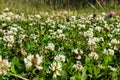 Glade with white clover Royalty Free Stock Photo