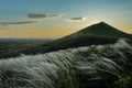 Glade of white feather grass on the background of high hills covered with green vegetation