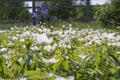 Glade of white flowers in the field