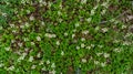 A glade of white flowers in the forest. Pyrola rotundifolia. beautiful background. Royalty Free Stock Photo