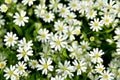 A glade of white flowers with green leaves. Royalty Free Stock Photo