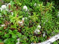 Glade of white and green moss and black berries