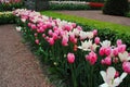 The Glade with white and pink tulips in the Netherlands flowers park