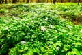 Glade with white snowdrops