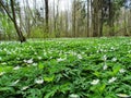 Glade of white spring flowers Dubravnaya anemone