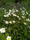 Glade of white tender flowers