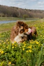 Glade of wild anemones and dog. Australian Shepherd puppy is resting in clearing with yellow primroses on warm sunny spring day.