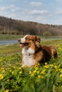 Glade of wild anemones and dog. Australian Shepherd puppy is resting in clearing with yellow primroses on warm sunny spring day.