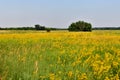 Glade with yellow bedstraw and trees, Russia