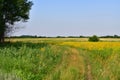 Glade with yellow bedstraw and trees, Russia