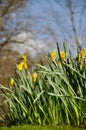 Glade of yellow daffodils flower bed spring Royalty Free Stock Photo