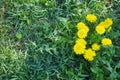 A glade of yellow dandelions on a green lawn Royalty Free Stock Photo