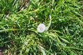 A glade of yellow dandelions on a green lawn Royalty Free Stock Photo