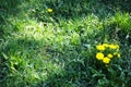 A glade of yellow dandelions on a green lawn Royalty Free Stock Photo