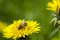 A glade of yellow dandelions on a green lawn under the rays of the sun Royalty Free Stock Photo