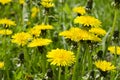 A glade of yellow dandelions on a green lawn under the rays of the sun Royalty Free Stock Photo