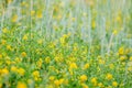 Glade of yellow flowers on a bright sunny day in Altai