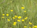 Glade with yellow wildflowers, summer sunny day. Royalty Free Stock Photo