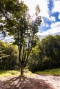 Glades and old trees in forest next to mountain trail in Walbrzych Mountains Royalty Free Stock Photo