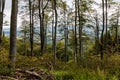 Glades and old trees in forest next to mountain trail in Walbrzych Mountains Royalty Free Stock Photo