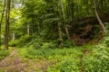 Glades and old trees in forest next to mountain trail in Walbrzych Mountains Royalty Free Stock Photo