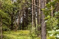 Glades and old trees in forest next to mountain trail in Walbrzych Mountains Royalty Free Stock Photo