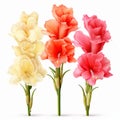 Realistic Gladiolus Varieties On White Background