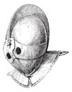 Gladiator helmet of galea vintage engraving