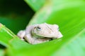 Gladiator Tree Frog (Hypsiboas rosenbergi) close-up, taken in Costa Rica Royalty Free Stock Photo