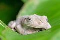 Gladiator Tree Frog (Hypsiboas rosenbergi) in Costa Rica Royalty Free Stock Photo