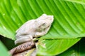 Gladiator Tree Frog (Hypsiboas rosenbergi) in Costa Rica Royalty Free Stock Photo