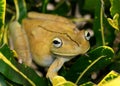 Gladiator Treefrog, Hypsiboas rosenbergi Royalty Free Stock Photo