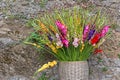 Gladiola flowers in pink purple yellow red white in basket again Royalty Free Stock Photo