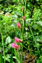 Gladiola and water drops.Nice flowers in the garden in midsummer, in a sunny day. Green landscape Royalty Free Stock Photo