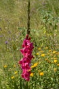 Gladiole blossom in pink, red pink at a meadow Royalty Free Stock Photo