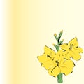 Gladiole Royalty Free Stock Photo