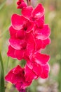 Gladiole on the field, pink gladioli for picking Royalty Free Stock Photo