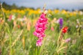 Gladiole on the field, pink gladioli for picking Royalty Free Stock Photo