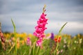 Gladiole on the field, pink gladioli for picking Royalty Free Stock Photo