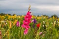 Gladiole on the field, pink gladioli for picking Royalty Free Stock Photo