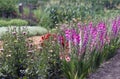 Gladioli and dahlias Royalty Free Stock Photo