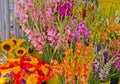 Gladioli at Farmers Market