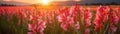 Gladioli Field Blurred Sunrise Banner Background. Generative AI Royalty Free Stock Photo
