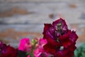 Gladioli Flower Purple Color Royalty Free Stock Photo